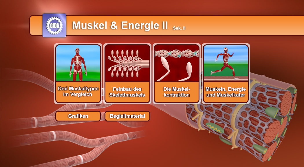 Menü des Films mit den Themen: Muskeltypen im Vergleich, Feinbau des Skelletmuskels, Muskelkontraktion, Muskeln, Energie und Muskelkater.