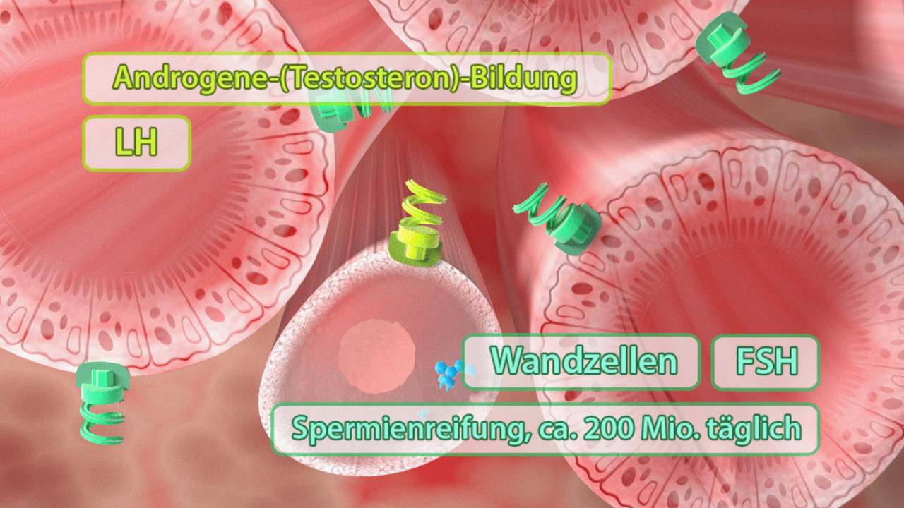 Diagramm zur Androgen- und Spermienbildung im männlichen Fortpflanzungssystem, zeigt LH, FSH und Wandzellen.