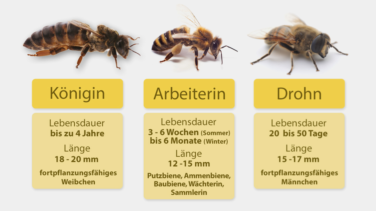 Infografik über Bienenarten: Königin, Arbeiterin und Drohne mit Lebensdauer, Länge und Fortpflanzungsfähigkeit.