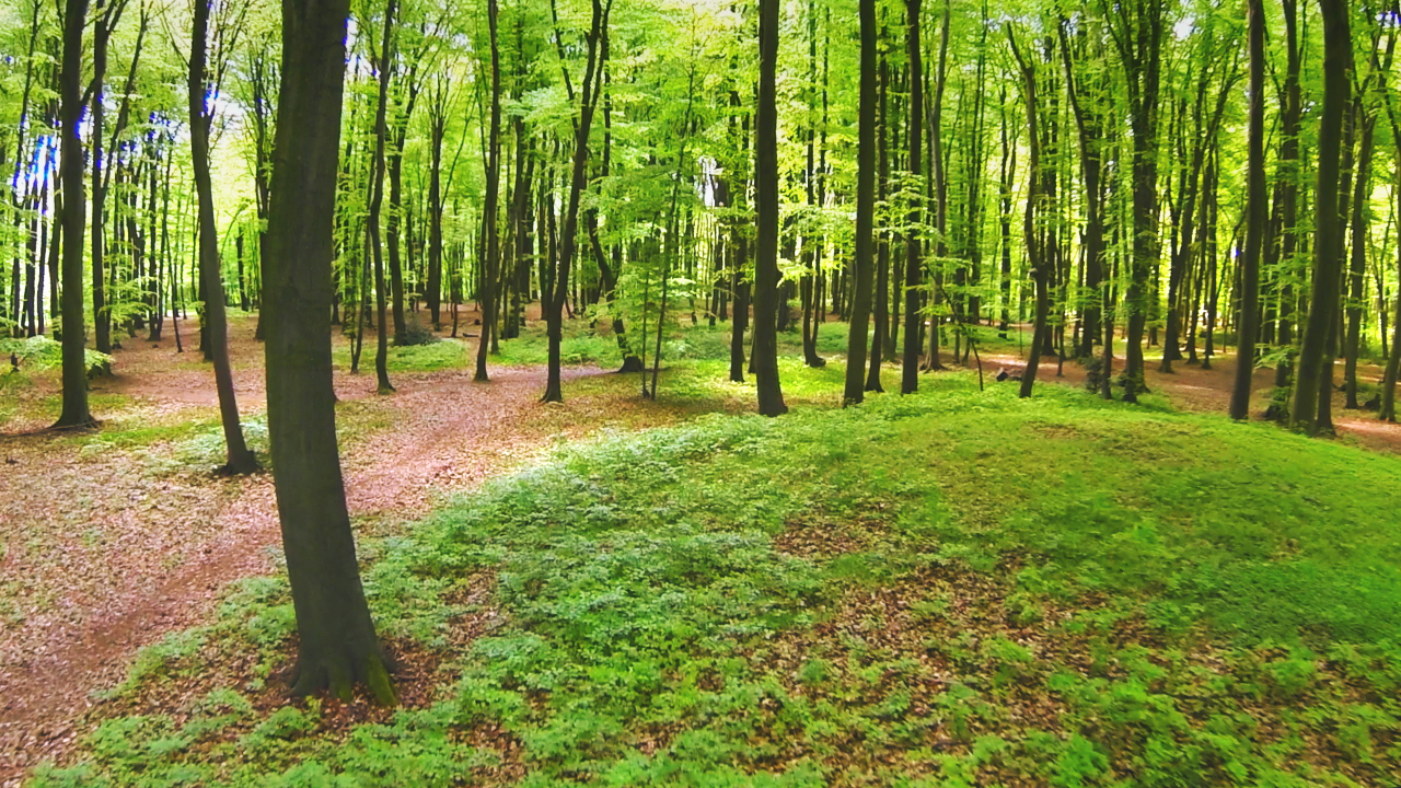 Ein dichter, grüner Wald mit hohen Bäumen und einem mit Moos bedeckten Boden.