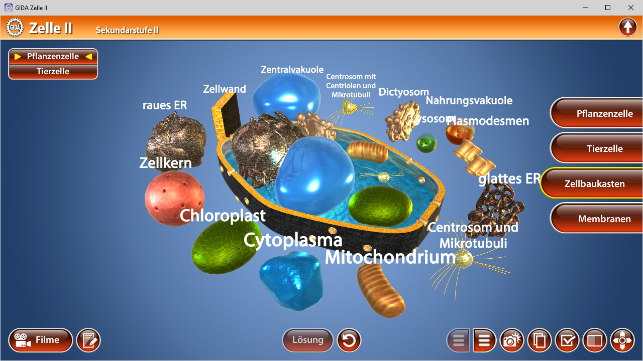 3D-Diagramm einer Zelle mit beschrifteten Organellen wie Chloroplasten, Mitochondrien und Zellkern.
