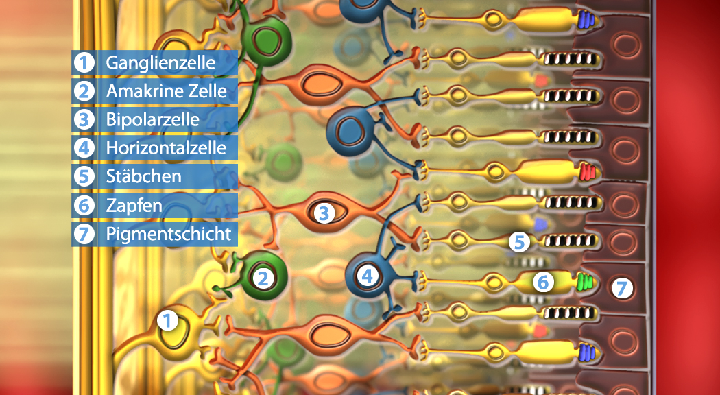 Illustration der Netzhautzellen mit Beschriftungen für Ganglienzelle, Amakrine Zelle, Bipolarzelle, Horizontale Zelle, Stäbchen, Zapfen und Pigmentschicht.