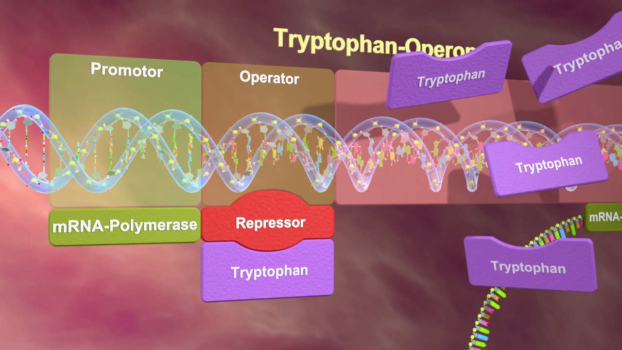 Diagramm des Tryptophan-Operons, zeigt Promotor, Operator, mRNA-Polymerase und Repressor mit Tryptophan-Molekülen.