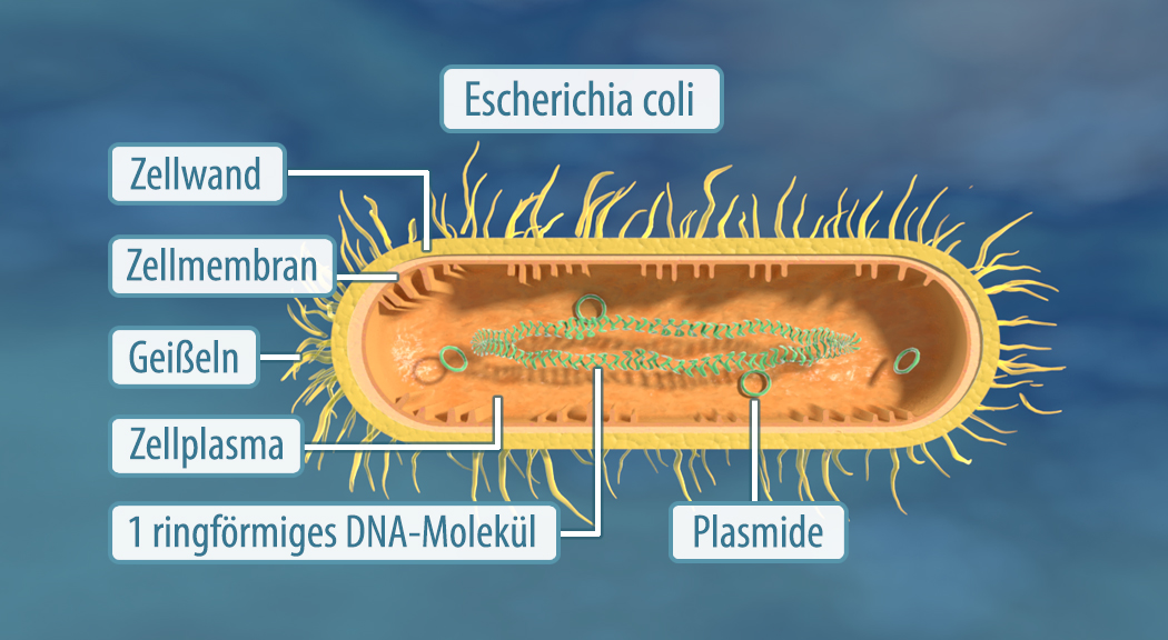 Diagramm einer Escherichia coli Zelle mit Beschriftungen für Zellwand, Zellmembran, Geißeln, Zellplasma, Plasmid und DNA-Molekül.