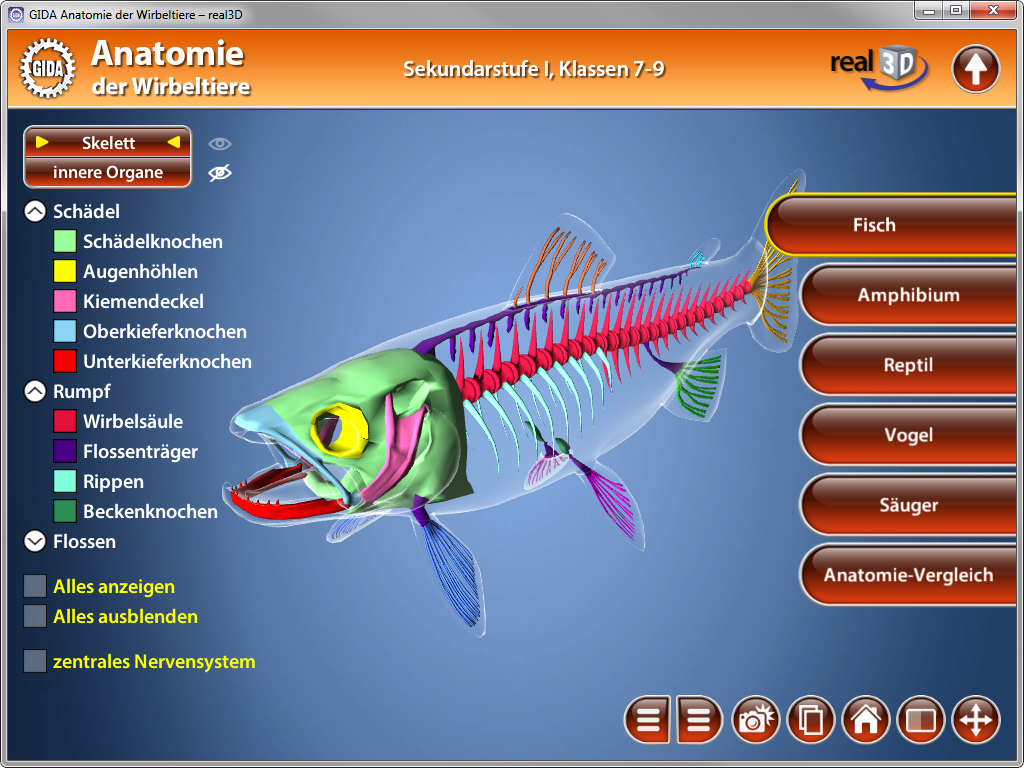 3D-Darstellung eines Fisches mit sichtbarem Skelett und inneren Organen, beschriftet mit anatomischen Begriffen.