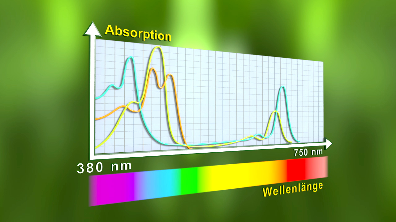 Diagramm zur Absorption von Lichtwellenlängen zwischen 380 nm und 750 nm, zeigt verschiedene Absorptionsspitzen.