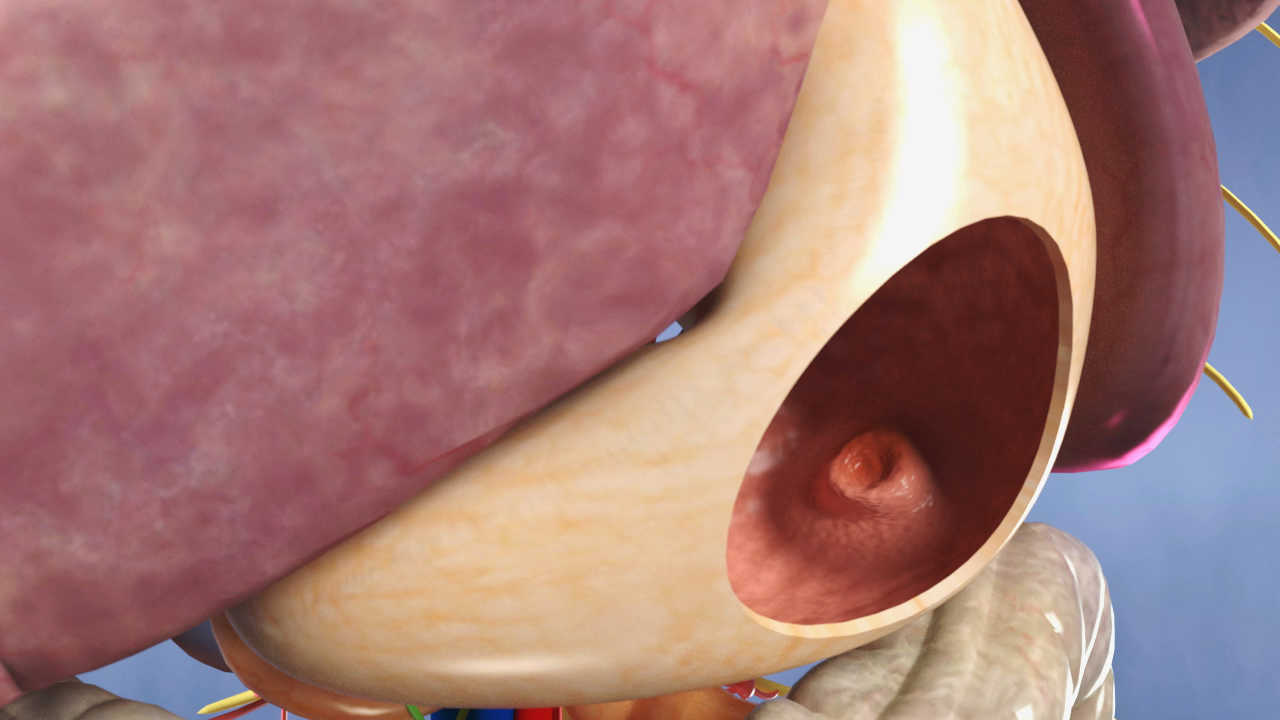 Detailansicht eines menschlichen Organs mit Fokus auf die innere Struktur und Öffnung.