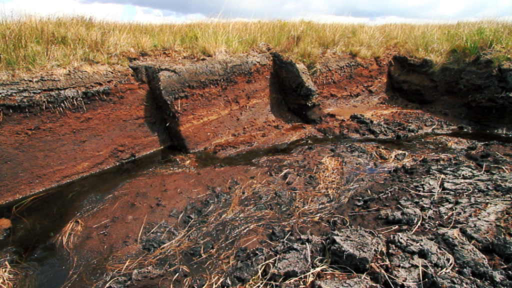Ein trockener, rissiger Boden mit sichtbaren Schichten von Erde und Wurzeln, umgeben von hohem Gras.