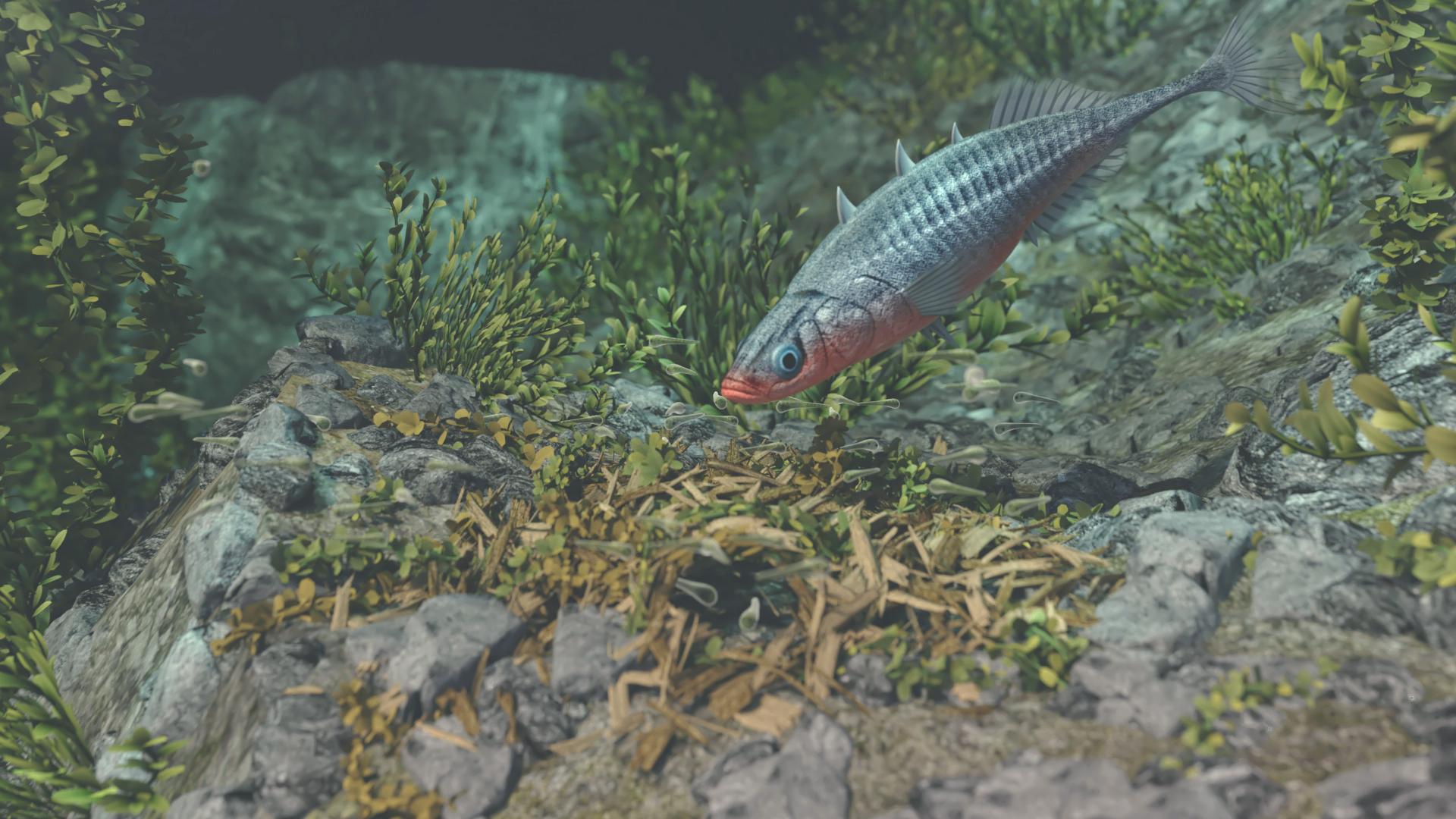 Ein Fisch schwimmt über den Grund eines Gewässers, umgeben von Pflanzen und Steinen.