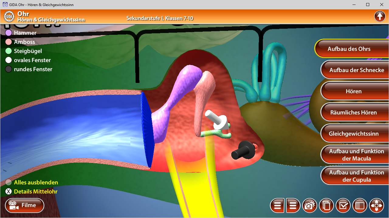 3D-Diagramm des menschlichen Ohrs mit Beschriftungen für Hammer, Amboss, Steigbügel, ovales Fenster und andere Teile.