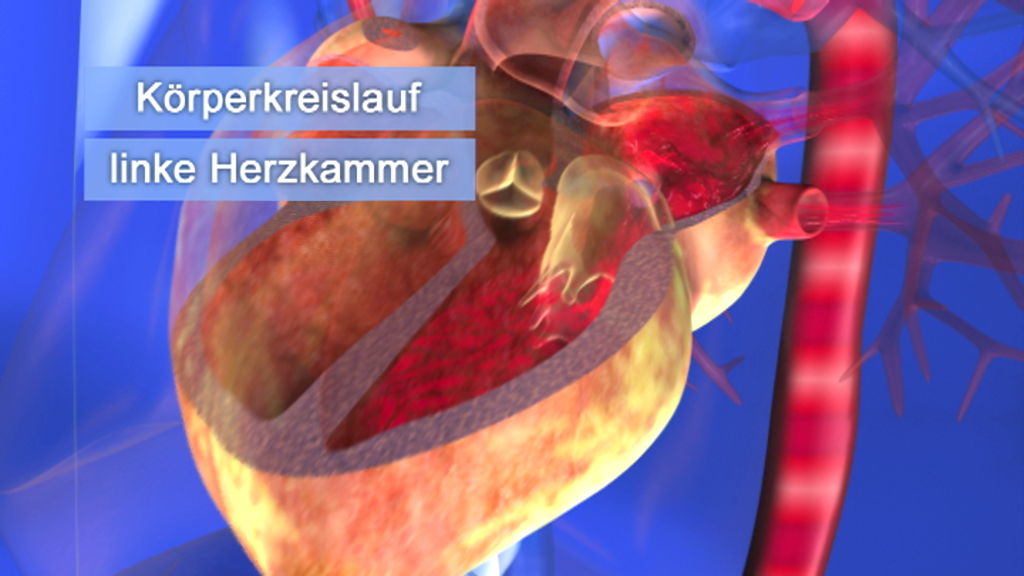 3D-Darstellung des menschlichen Herzens mit Fokus auf die linke Herzkammer und dem Körperkreislauf.