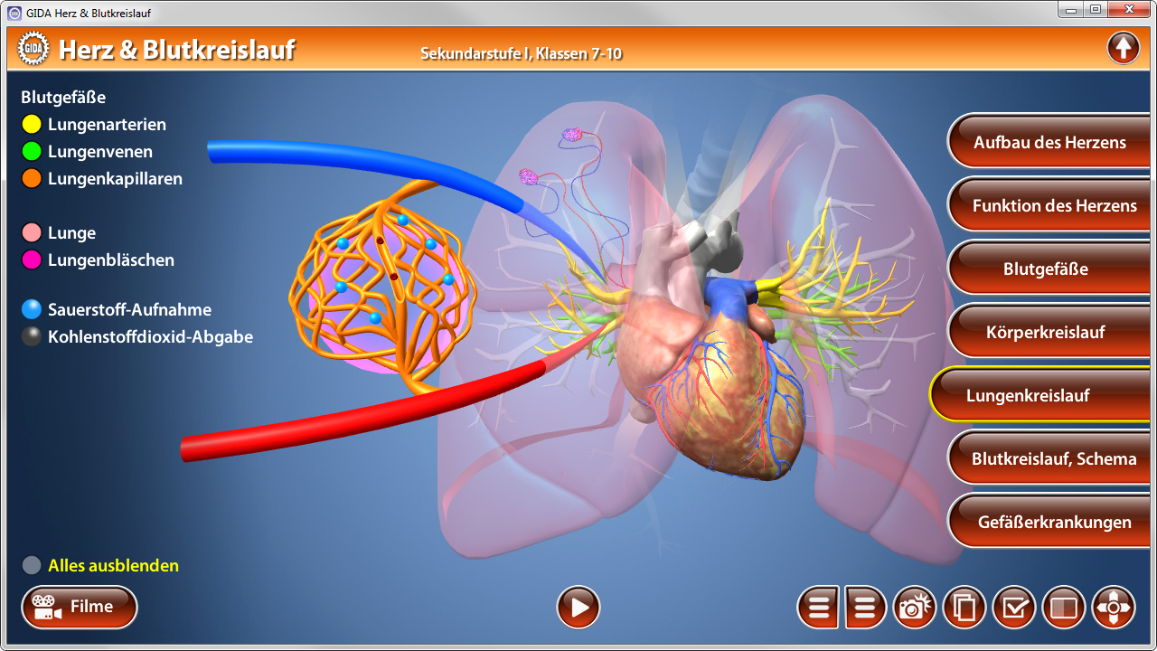 3D-Darstellung des menschlichen Herzens und Blutkreislaufs mit Lunge und Blutgefäßen.