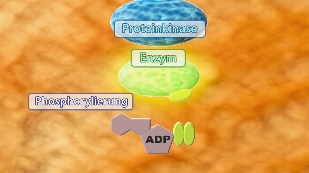 Diagramm, das die Phosphorylierung durch ein Enzym namens Protein-Kinase zeigt, mit ADP als Substrat.