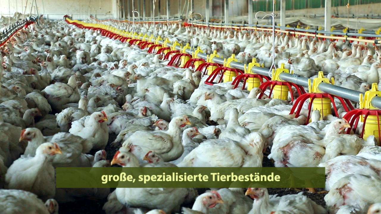 Große, spezialisierte Tierbestände mit vielen Hühnern in einem Stall.