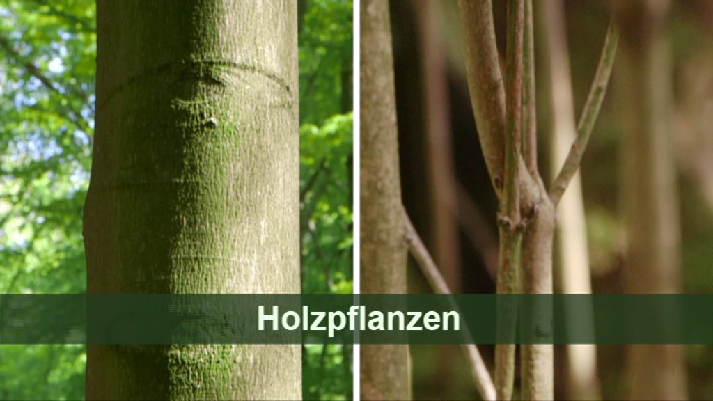 Nahaufnahme von Baumrinde und Zweigen, mit dem Text 'Holzpflanzen' in der Mitte.