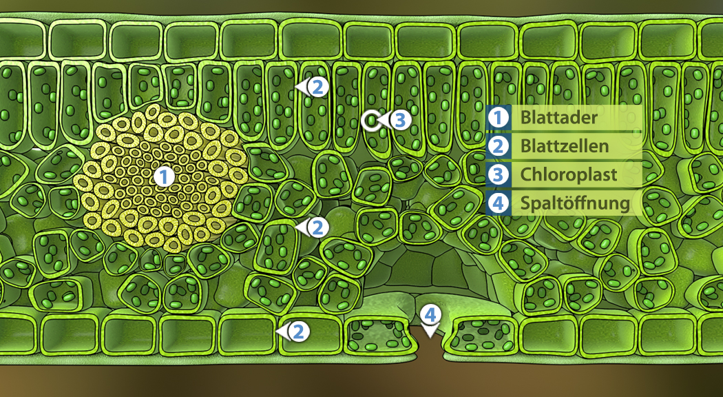 Diagramm einer Blattstruktur mit Beschriftungen für Blatträder, Blattzellen, Chloroplasten und Spaltöffnungen.