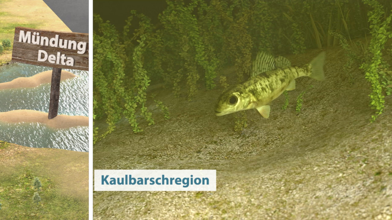 Ein Schild mit der Aufschrift 'Mündung Delta' und ein Kaulbarsch, der in seiner natürlichen Umgebung schwimmt.
