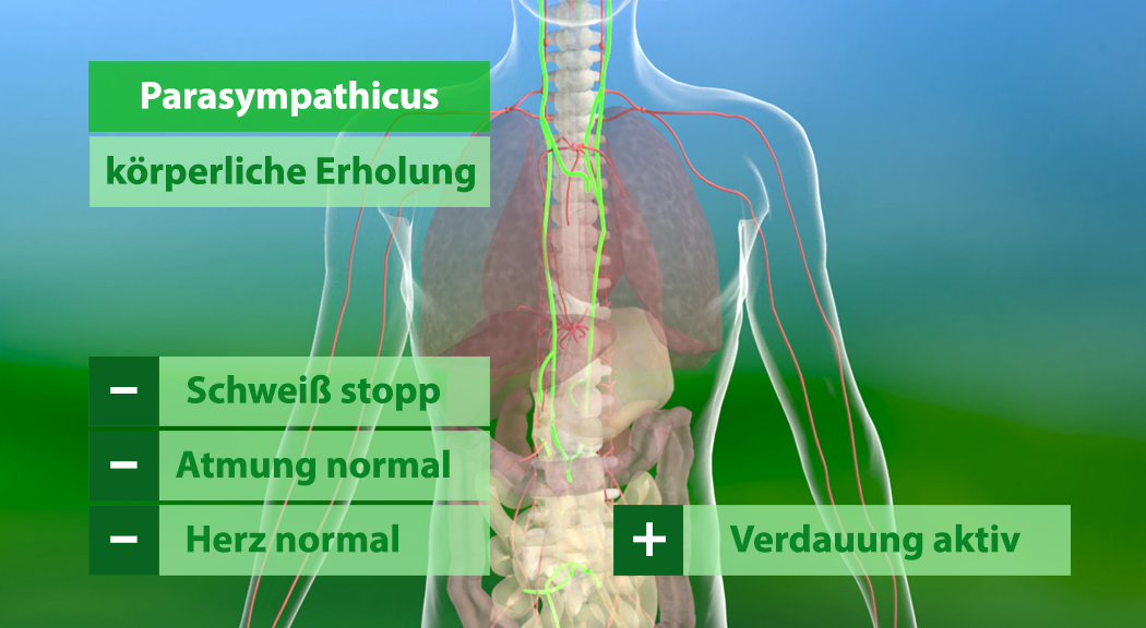 Diagramm des menschlichen Körpers mit Fokus auf den Parasympathikus, zeigt Funktionen wie körperliche Erholung, normale Atmung und aktive Verdauung.