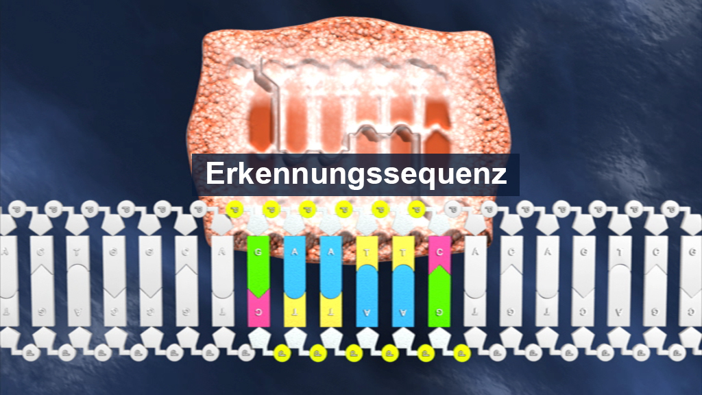 Grafik zeigt eine Erkennungssequenz mit farbigen Markierungen und einer schematischen Darstellung von Zellen.