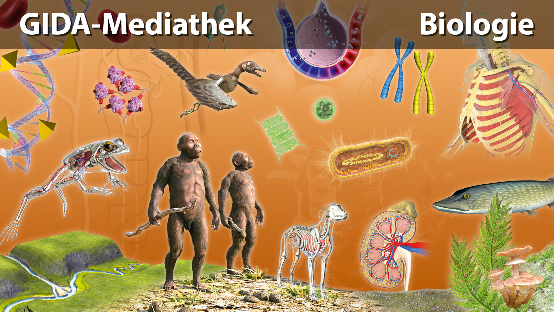 Mediathek Biologie