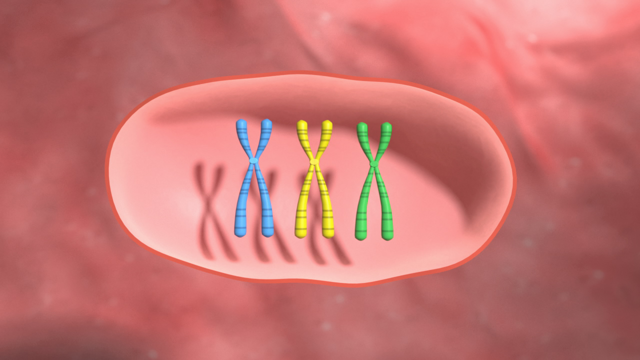 3D-Darstellung von Chromosomen in einer Zelle, mit blauen, gelben und grünen Farben.