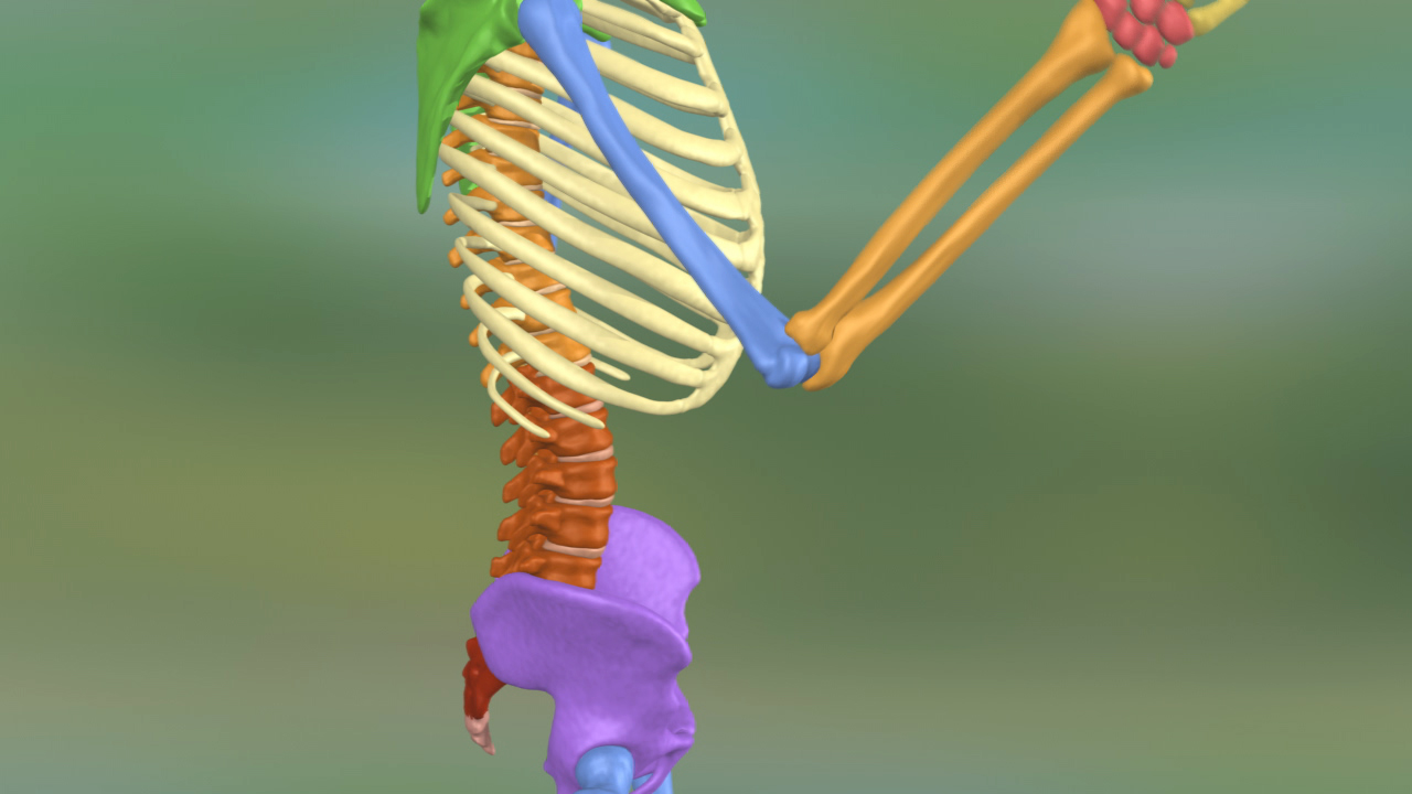 3D-Darstellung eines menschlichen Skeletts mit farblich hervorgehobenen Knochen und Gelenken.