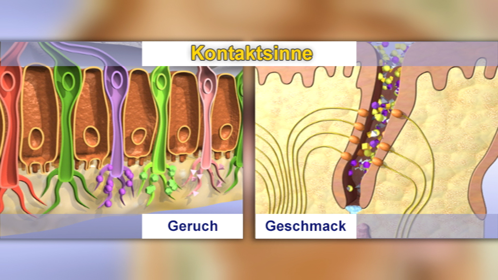 Diagramm der Kontakt Sinne, zeigt Bereiche für Geruch und Geschmack mit entsprechenden Farbcodierungen und Molekülen.