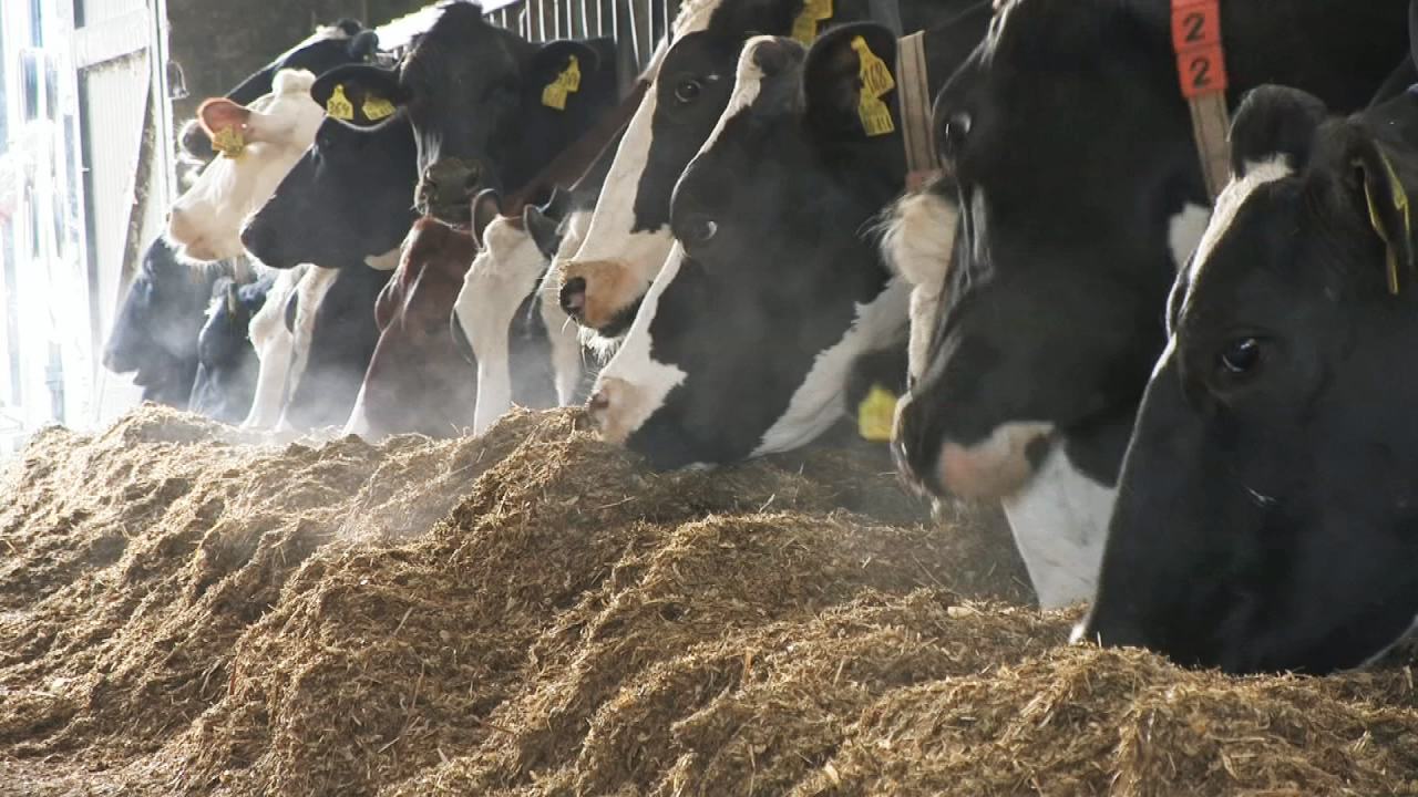 Kühe fressen Heu in einem Stall, mit einigen Tieren, die Nummernschilder tragen.