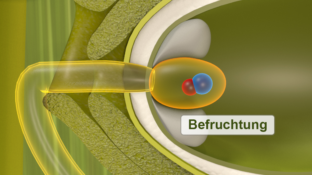 Diagramm der Befruchtung, zeigt die Verschmelzung von Eizelle und Spermium.