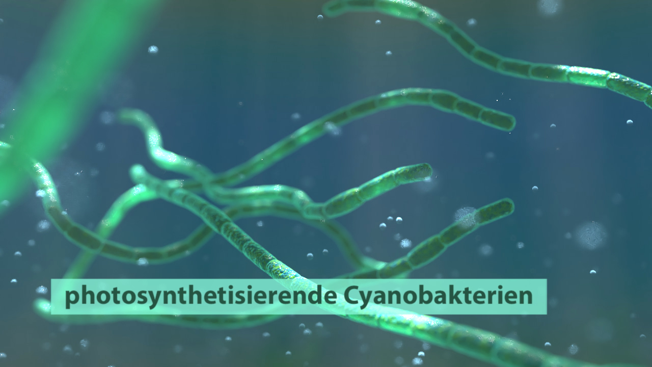 Nahaufnahme von photosynthetisierenden Cyanobakterien in einem aquatischen Umfeld.