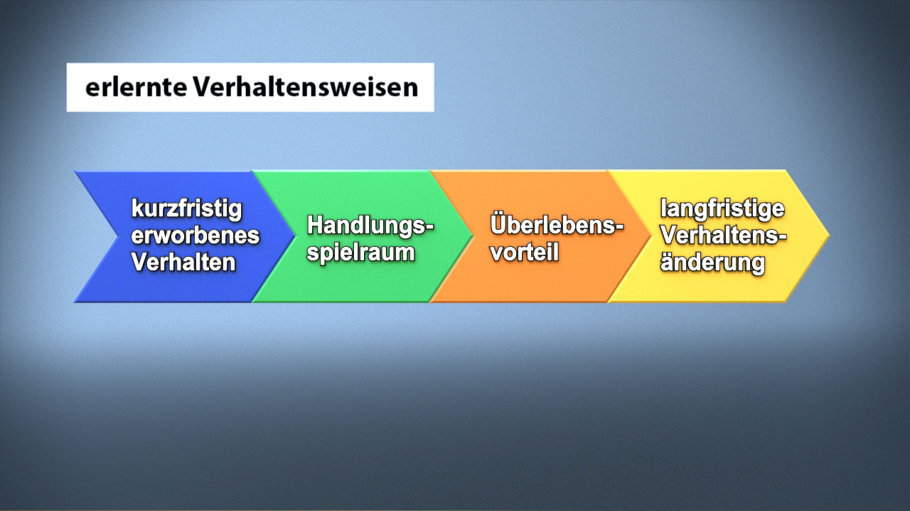 Grafik zeigt vier Phasen erlernter Verhaltensweisen: kurzfristig erworbenes Verhalten, Handlungsspielraum, Überlebensvorteil, langfristige Verhaltensänderung.
