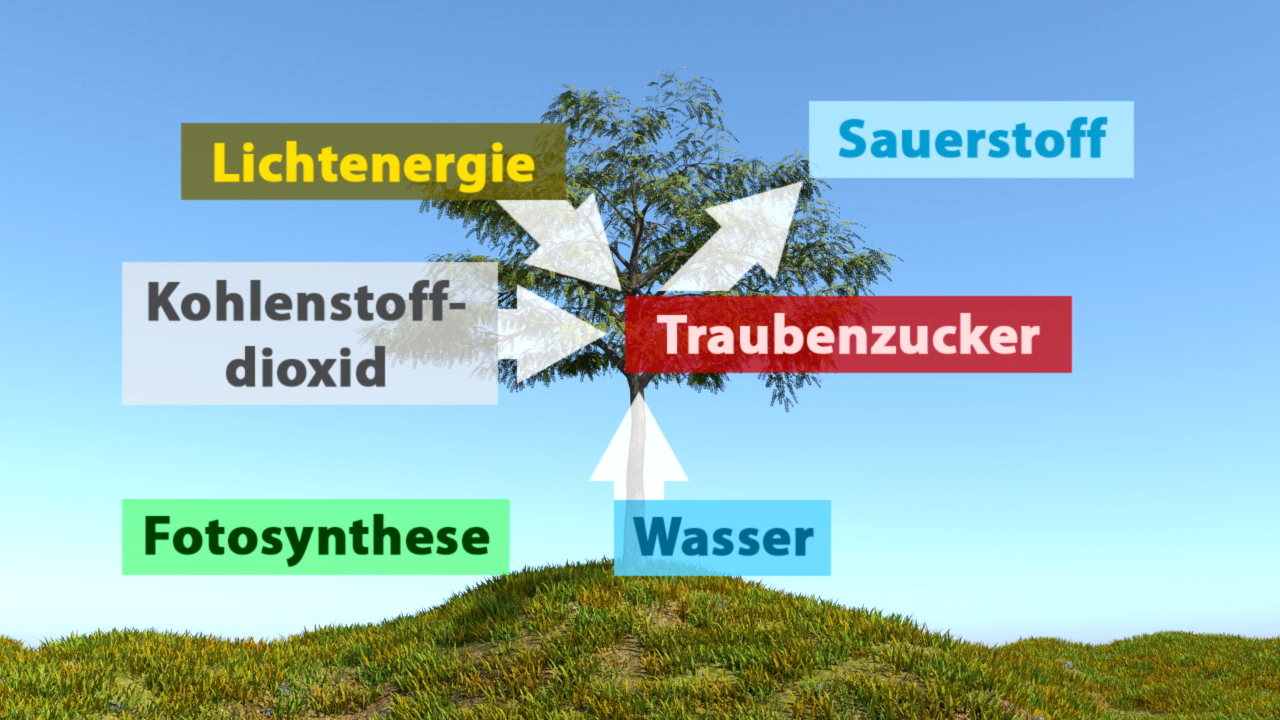 Diagramm zur Fotosynthese mit Pfeilen, die Lichtenenergie, Wasser, Kohlendioxid, Sauerstoff und Traubenzucker verbinden.