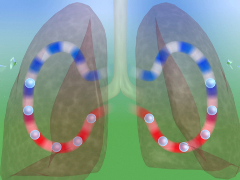 Grafik, die die Lungenstruktur mit roten und blauen Linien zur Darstellung des Luftstroms zeigt.