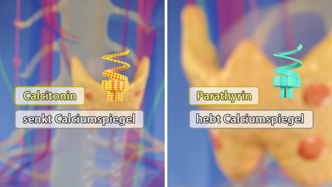 Infografik über Calcitonin und Parathyrin, die den Calciumspiegel im Körper regulieren.