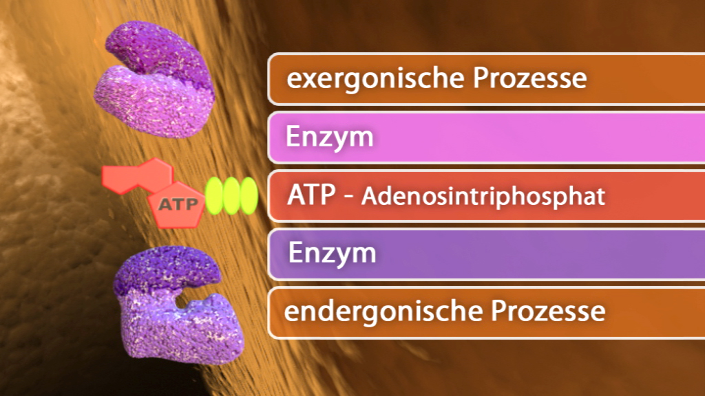 Diagramm, das exergonische und endergonische Prozesse mit Enzymen und ATP (Adenosintriphosphat) darstellt.