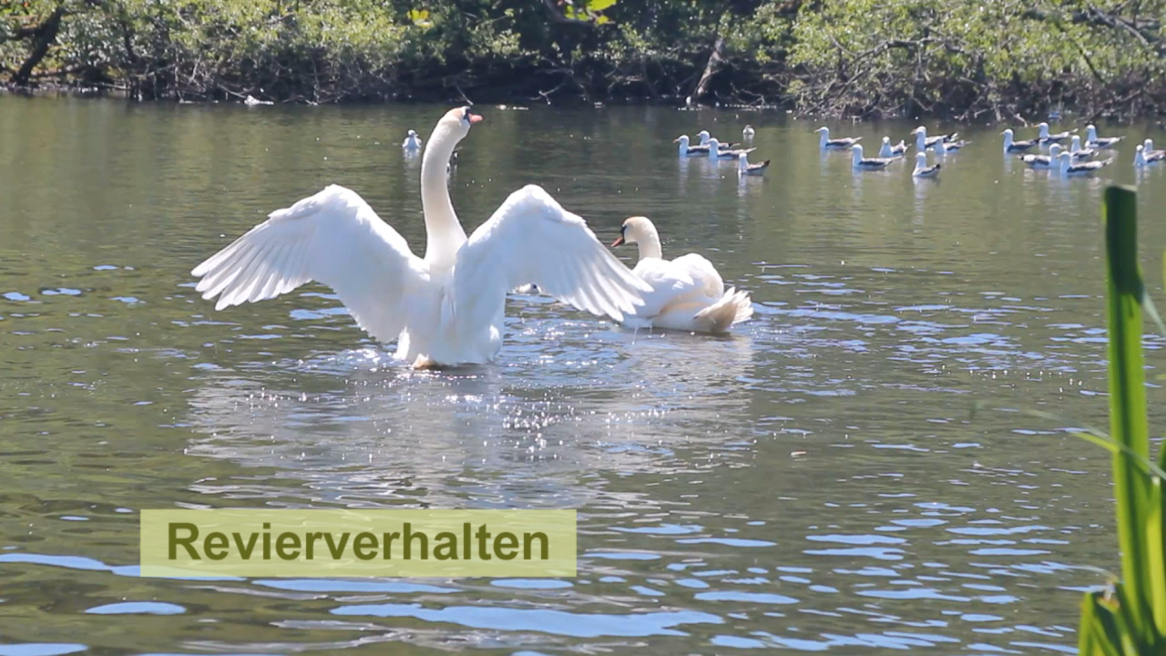 Ein Schwan mit ausgebreiteten Flügeln zeigt Revierverhalten im Wasser, während andere Enten im Hintergrund schwimmen.