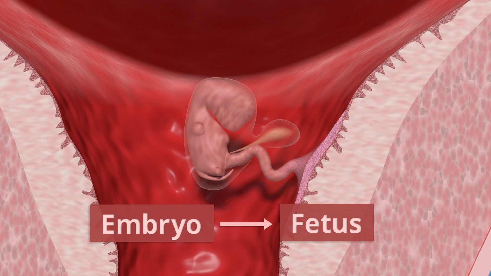 Grafik, die den Übergang von einem Embryo zu einem Fötus im Mutterleib zeigt, mit beschrifteten Pfeilen.
