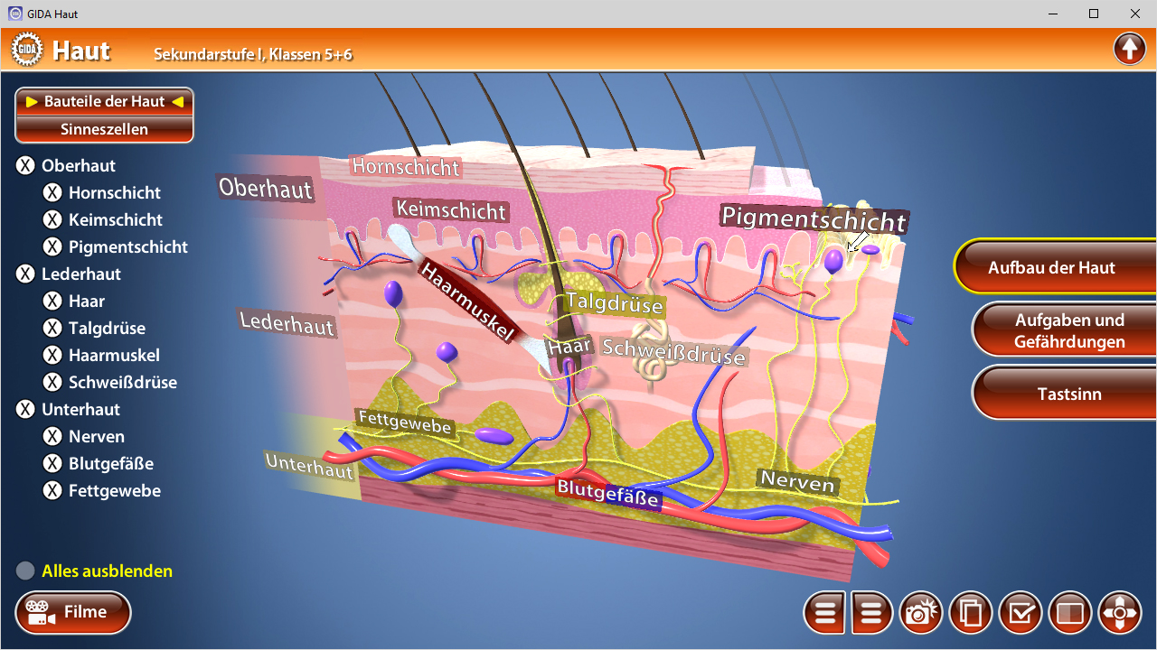 Diagramm der Hautschichten mit Beschriftungen zu Oberhaut, Dermis, Unterhaut, Haarfollikeln, Talgdrüsen und Nerven.