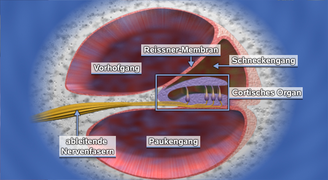 Diagramm des menschlichen Innenohrs mit Beschriftungen der Strukturen wie Reissner-Membran, Schneckengang und Cortisches Organ.