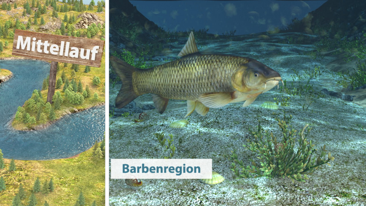 Eine digitale Darstellung einer Barbe, die im Wasser schwimmt, umgeben von Pflanzen und Kies. Links ein Schild mit der Aufschrift 'Mittellauf'.