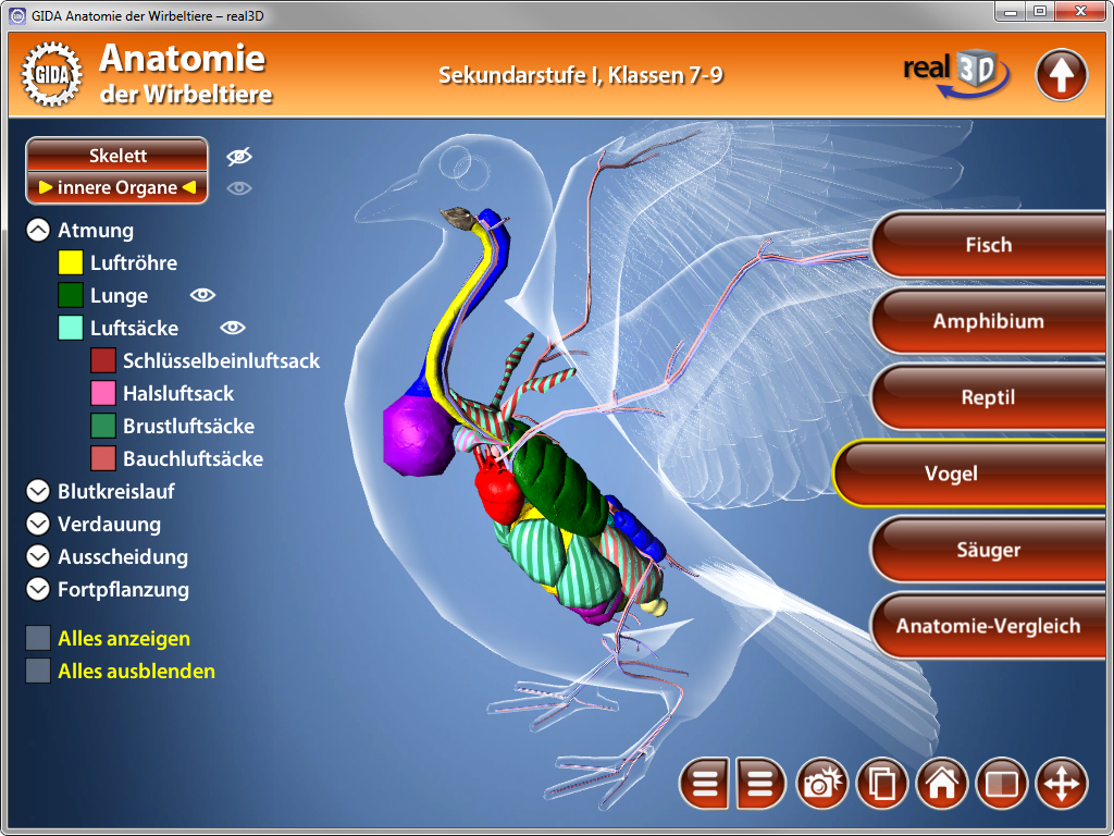 Anatomie eines Vogels mit hervorgehobenen Organen und Atmungsweg, interaktive Darstellung für Schüler der Klassen 7-9.