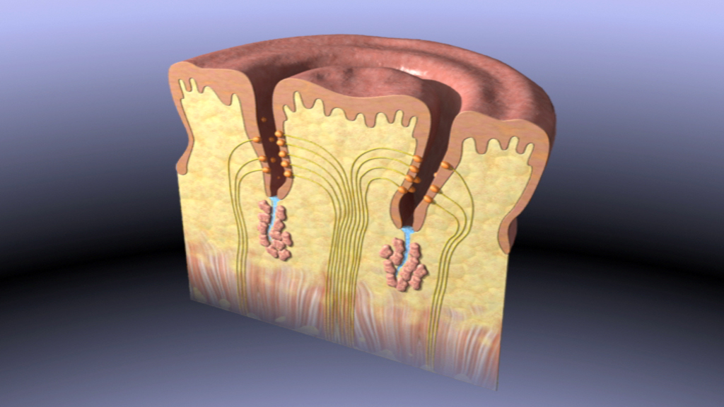 3D-Darstellung einer Zellmembran mit eingebetteten Proteinen und Lipidschichten.