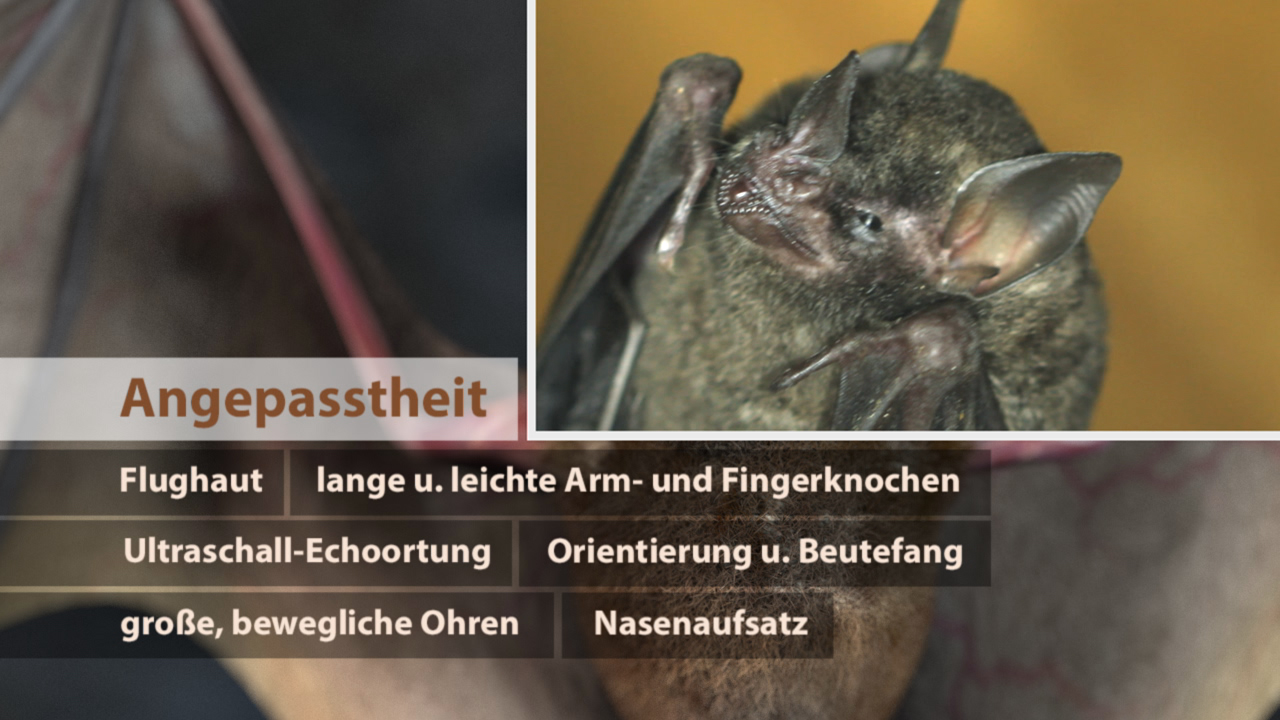 Detailaufnahme einer Fledermaus mit Fokus auf ihre Ohren und Flughaut, um Anpassungen an die Umgebung zu zeigen.