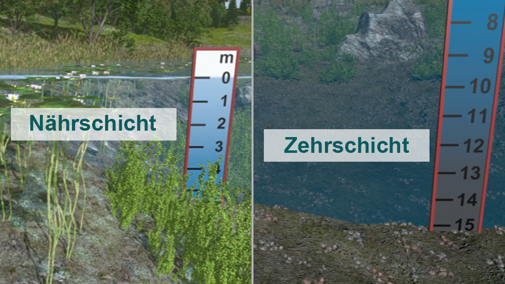 Diagramm zeigt zwei Schichten im Wasser: Nährschicht mit Pflanzen und Zehrschicht mit tiefem Wasser.