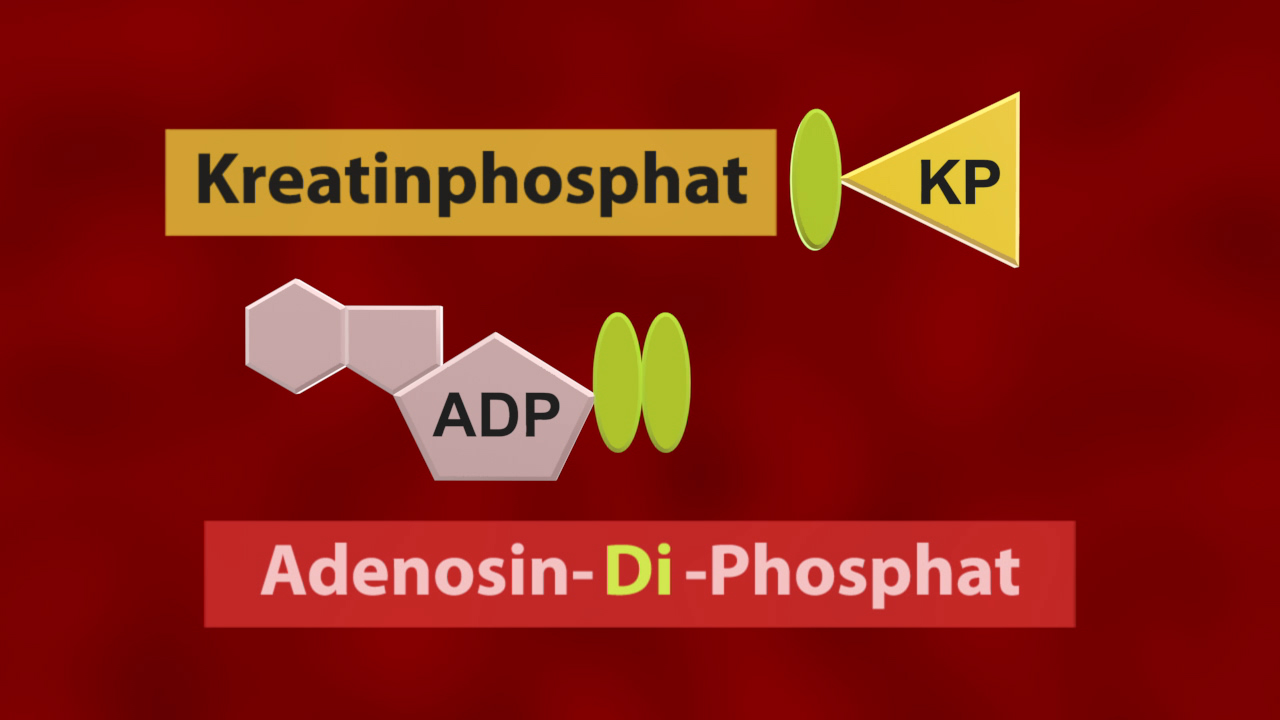 Diagramm, das die Umwandlung von Kreatinphosphat (KP) in Adenosin-Di-Phosphat (ADP) zeigt.