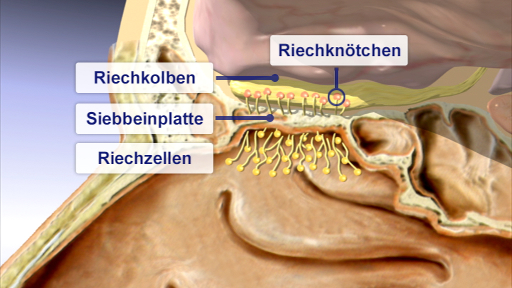 Diagramm der menschlichen Nasenstruktur mit Beschriftungen der Riechkolben, Siebbeinplatte, Riechzellen und Riechknötchen.