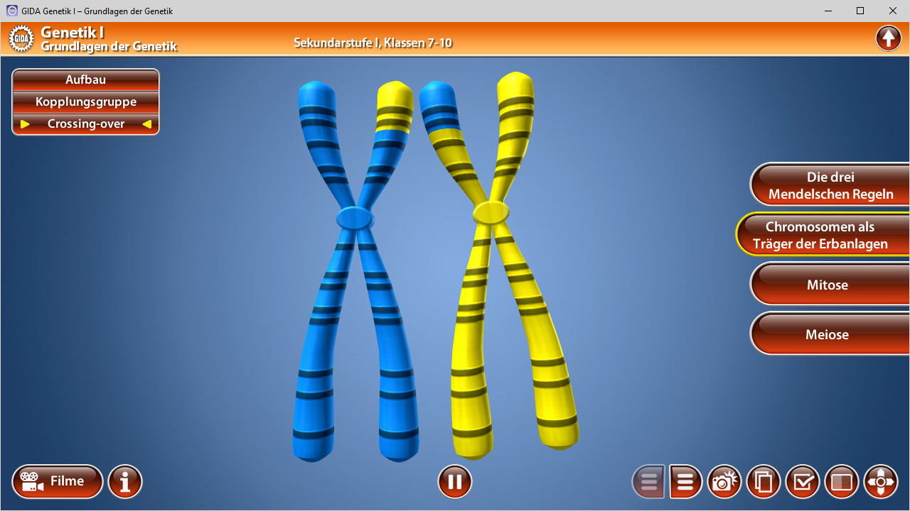 3D-Darstellung von Chromosomen in blau und gelb, mit interaktiven Schaltflächen für genetische Konzepte.