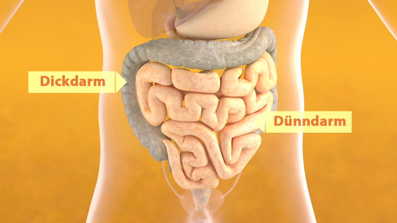 Diagramm des menschlichen Verdauungssystems mit Beschriftungen für Dickdarm und Dünndarm.