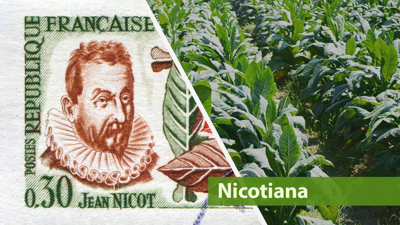 Eine Collage zeigt eine französische Briefmarke mit Jean Nicot und einem Tabakfeld.