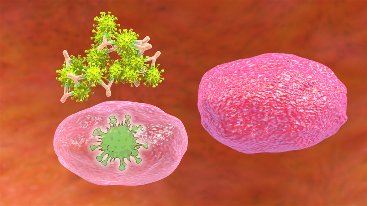 Grafik zeigt eine Zelle mit einem Virus im Inneren und eine andere Zelle mit Antikörpern, die den Virus bekämpfen.